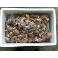 IQF Frozen Crumbed Mixed Mushroom Shiitake Oyster Mushroom Nameko